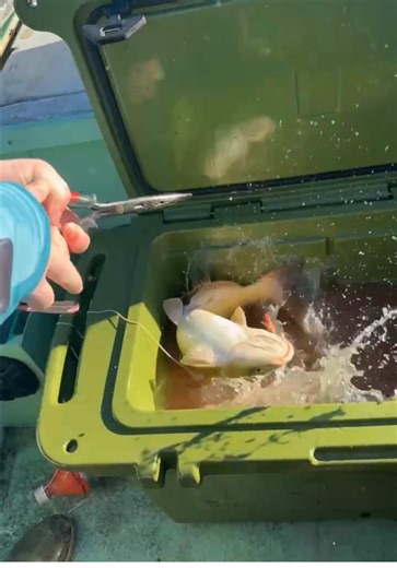 Enjoy Jugging at Lake Barkley