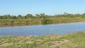 Leaping Wildebeest Kicks Lioness In Dramatic Escape Wild-ish TV