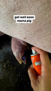 211K views · 474 reactions | get well soon piggy! | Enerisa Villagantol Sorono | Facebook