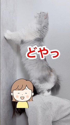 組体操の練習をする猫 #ミヌエット #cat #vlog #運動会