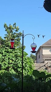 16 reactions · 3 comments | Hummingbirds Visiting the Garden❤️ || DHBG #houstongardening #gardentips #vegetables #gardeningtips #Gardening #backyardgardening #garden #texasgardening #texasgardener | Down-Home Backyard Gardening | Facebook