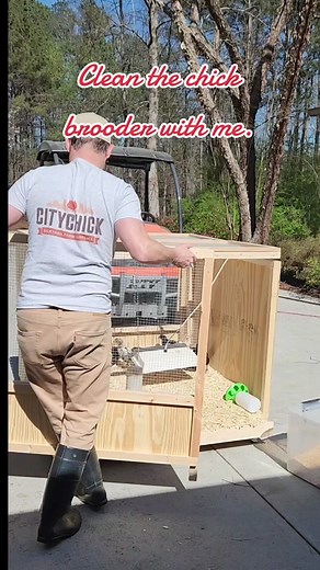 How Often Should You Clean Your Chick Brooder?