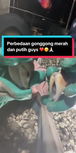 Perbandingan Gonggong Merah dan Putih di Tanjungpinang