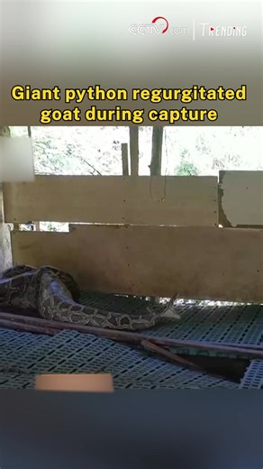 In Guangning county, Guangdong province, a giant python sparked alarm recently after being spotted on a local farm. Firefighters rushed to the scene and found the 3-meter-long, 35-kg snake had swallowed a 15-kg goat. During the rescue attempt, the team witnessed the python regurgitate its prey in a bid to escape. Acting swiftly, they surrounded the snake from both sides and captured it in just four minutes. The python was later handed over to forestry authorities and safely released back into th