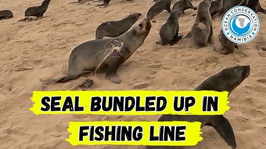 Snoek fishing line is one of the more common entanglement hazards we encounter in our area. It’s easy to see why whole bundles of this fishing line end up entangling seals. Snoek fishing relies on hand lines, and when the fish bites, there’s no time for fishermen to untangle a mess of line. Instead, they often cut it off and grab a new spool, as fishing line is so cheap that it seems more ‘economical’ to replace than to untangle or properly discard the old one. This practice may be convenient, b