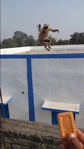 Wild Langur Jumps Fearlessly To Grab Biscuit 😲 | Incredible Monkey Jumping Moment!