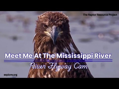 The Bald Eagle Super Highway | The Mississippi River Flyway | Bird Migration