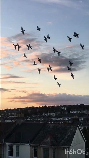 How Birds Inspired Drones | Nature’s Flying Engineers 🐦🤖