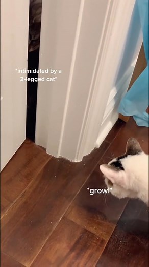 4.1K views · 113 reactions | They officially meet on Day 2! So stay tuned for some drama  #fyp #catsoft #disabledcat | Me and mews | Facebook