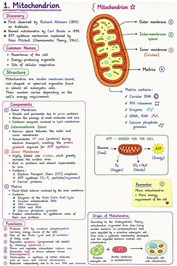 Mitochondria in a single Shot| Structure, Functions & ATP | NEET | CSIR NET | CUET #biology