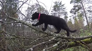 152K views · 3.7K reactions | Meet this is Luna the black panther, a small black leopard cub to whom people have replaced his parents | Luna_the_pantera | Facebook
