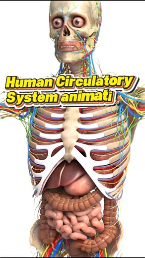 22K views · 373 reactions | Human Circulatory, Digestive, Lymphatic and Respiratory system animations. #fblifestyle | Dr. Muhammed Ziya | Facebook