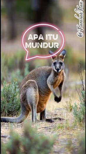 Strange Facts About Kangaroos... These Animals Can't Walk Backward