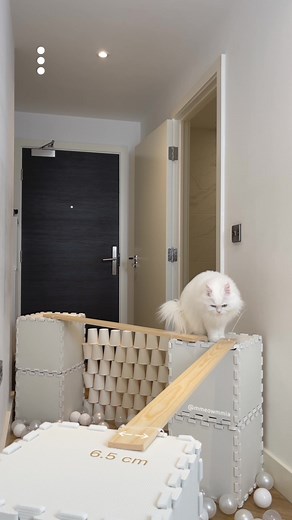 Mia the Cat: Adorable Moments and Meows