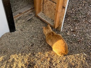 How my chicken coop has become a mouse vending machine: Vlog #426