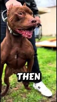 Top 5 Most Dangerous Hunting Dogs in the World 😱🐺