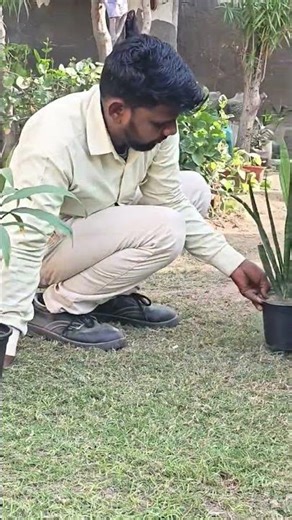 #shortvideo #sayari Manjay your garden helper