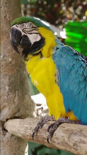 Colorful Bird Relaxing on a Sunny Branch | Calm Nature & Forest Ambience 🌞🐦