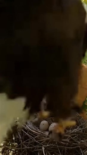 Gato vs. Serpiente: Batalla por el Nido Mira cómo un gato defiende huevos de un serpiente. #fblifestyle #AI Generated using Kling AI . . . (Sólo con fines de entretenimiento. Consulte a profesionales si se presentan orientaciones sobre actividades. Si se muestra alguna marca, no implica ninguna afiliación. Si se inspiran en hechos reales, pueden incluirse adaptaciones creativas. El contenido puede incluir imágenes públicas.) | Amo a los animales