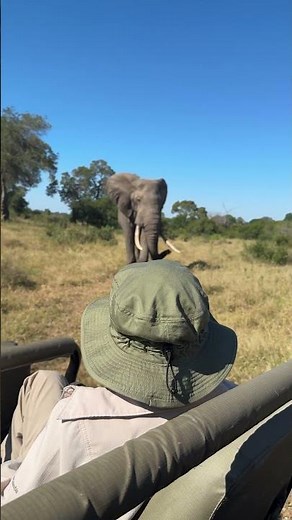 A glimpse of world famous lodges MalaMala in South Africa