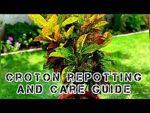 Repotting and care of croton plant. How to grow crotons || 22 May 2022