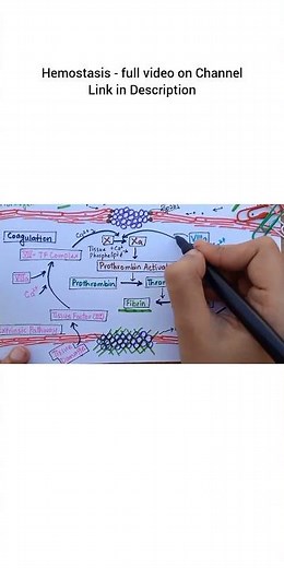 Intrinsic Pathway of Coagulation | Hemostasis