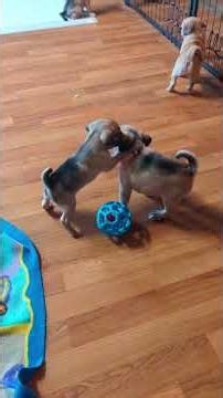 playful snuggle puggles 😍