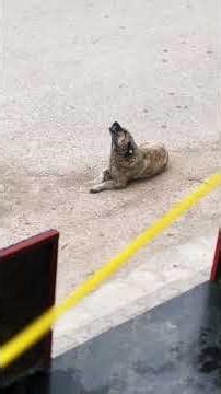 Amazing call to God. Magnificent call to prayer. #Burdur#excellent dog#