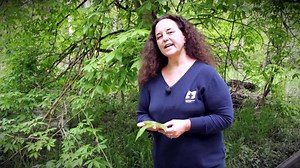 Knowing where local Ohio Buckeye trees grow and how they look in different seasons helps with basic identification, but might not help a school leaf project! Learn why, and remember Metroparks rules: For school assignments, Metroparks allows taking only individual, fallen leaves. If you have a question, 'Ask the Master Interpreter' at 419-467-8291. #promiseskept #metroparksforever | Metroparks Toledo