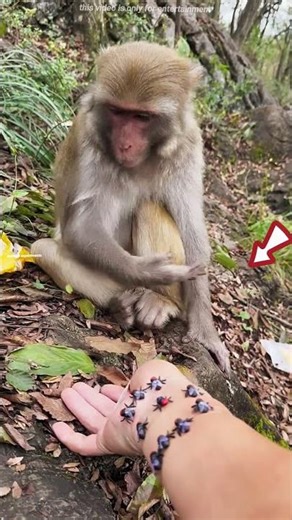 Boy Tried to Fool Monkey… BIG Mistake 🐒 #shorts