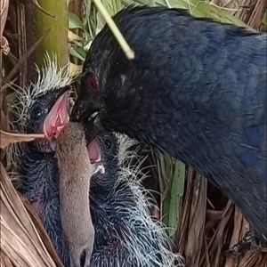 The Baby Bird Eating Mouse Againt | Brid Feed
