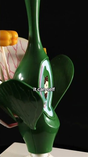 The Bisexual Secret of Tomatoes