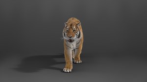 Siberian Tiger Animated | VFX Grace, Superb CG