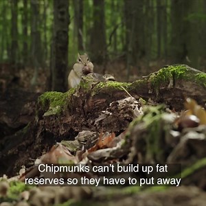 31K views · 764 reactions | It's #harvest time!  ️ Dive into the fascinating world of chipmunks and discover how each acorn they collect is meticulously tested for its preservability. Watch #GoingNuts, on #CuriosityStream, to learn more ⬇️  https://curiosity.tv/yeaw7f2 | Curiosity Stream | Facebook