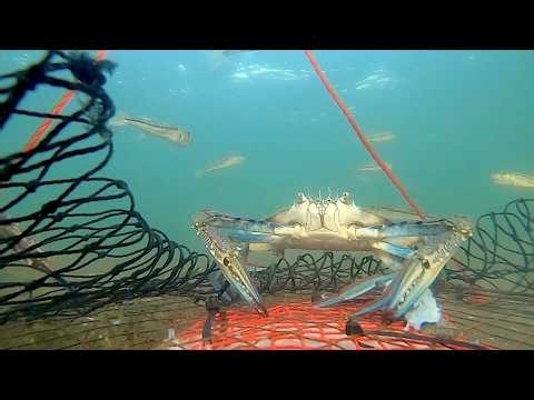 Leschenault estuary Blue swimmer crab catch and cook