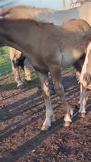 Stallion Chooses His Favorite Beautiful Mare 🐎❤️ | Incredible Horse Bond