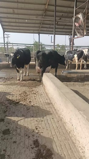 2.1M views · 48K reactions | #dairyfarming #DairyDiaries | Dairy Diaries | Facebook