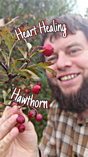 ❤️ Hawthorn – The Heart of the Hedgerow 🌿🌸 Hawthorn has guarded our hedgerows for centuries – a tree of myth, medicine, and wild food. In spring, it bursts into clouds of white “may blossom,” and by autumn, its branches hang heavy with bright red berries, known as haws. These little fruits are packed with antioxidants and have long been used in herbal medicine to strengthen the heart and circulation. 💓 In folk tradition, hawthorn was a symbol of protection, love, and even fairies! Eaten raw, 