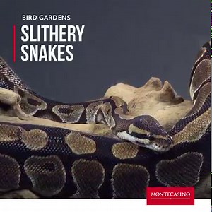 Did you know that the South African female python sits for a period of 2-3 months without feeding while it coils around its eggs and waits for them to hatch? 🇿🇦 🥚🥚 The Black Mamba is then the fastest snake in the entire world, with a speed of up 20km/ph. 💨 Come find out more interesting facts about snakes at our Bird Garden as you engage these beautiful, misunderstood creatures. 🐍 Share with us in the comments below your interesting snake encounters. https://bit.ly/3kjSZKi | Montecasino