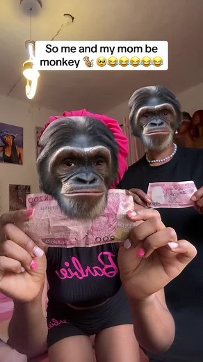 Funny Monkey Videos to Make You Laugh