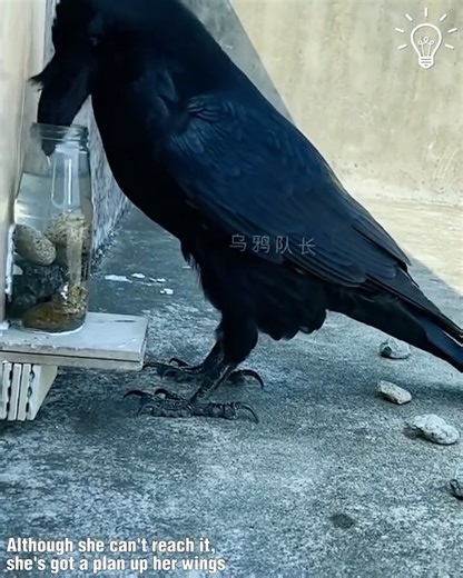 Crows are so smart! | Awesome Things & DIY