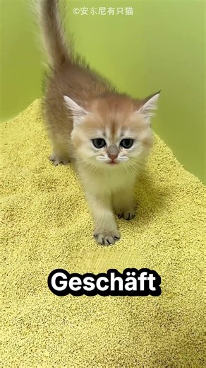 So lernte das Kätzchen auf die Toilette zu gehen 🐱 🚽