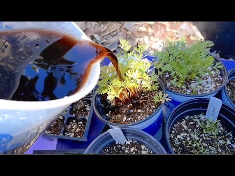 How to use SEAWEED EXTRACT in GARDEN and the AMAZING BENEFITS for your FRUIT TREES & VEGETABLES!