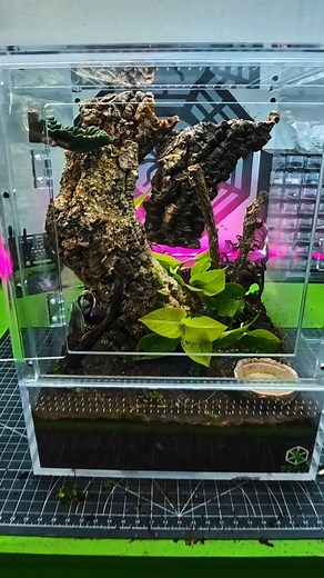8.8K views · 315 reactions | Building a BIOACTIVE Crested Gecko Enclosure in a ReptiCribs Arboreal XXL 18x18x24 Acrylic Enclosure #crestedgecko #gecko #repticribs #tarantulacribs #reptile #bioactive | The Tarantula Collective | Facebook