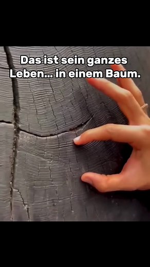 Bäume: Stille Zeugen der Zeit und Vergänglichkeit