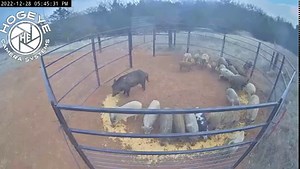 3.1M views · 10K reactions | Great day time panel trap catch #bigpigtrap | Big Pig Trap | Facebook