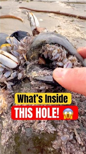 Animal Infested Hole! 😱 #animals #nature #shorts