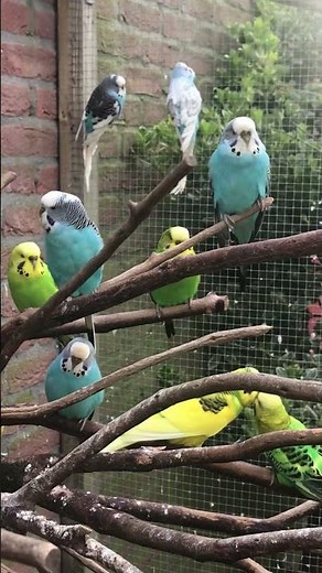 Parkieten geluiden – Parakeet sounds – Lovebird sounds – Budgie sounds Budgerigar sounds