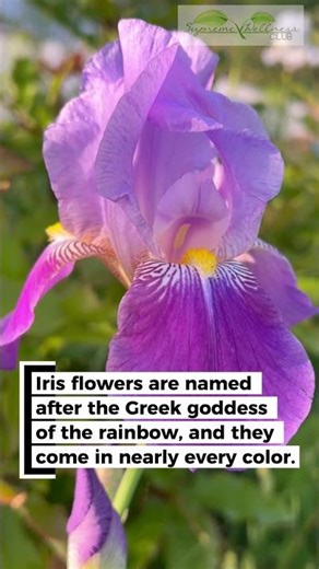 The Incredible Iris ✨ #iris #flowerfacts #naturefacts