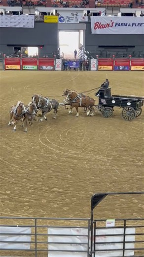 15K views · 206 reactions | Grand March is on! Come over to Coliseum. | Midwest Horse Fair | Facebook